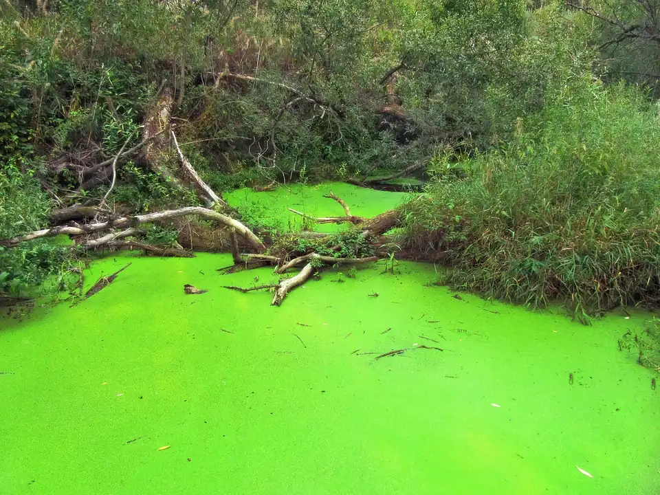 Заросший стоячий водоём с ряской — место выплода комаров и обработки воды