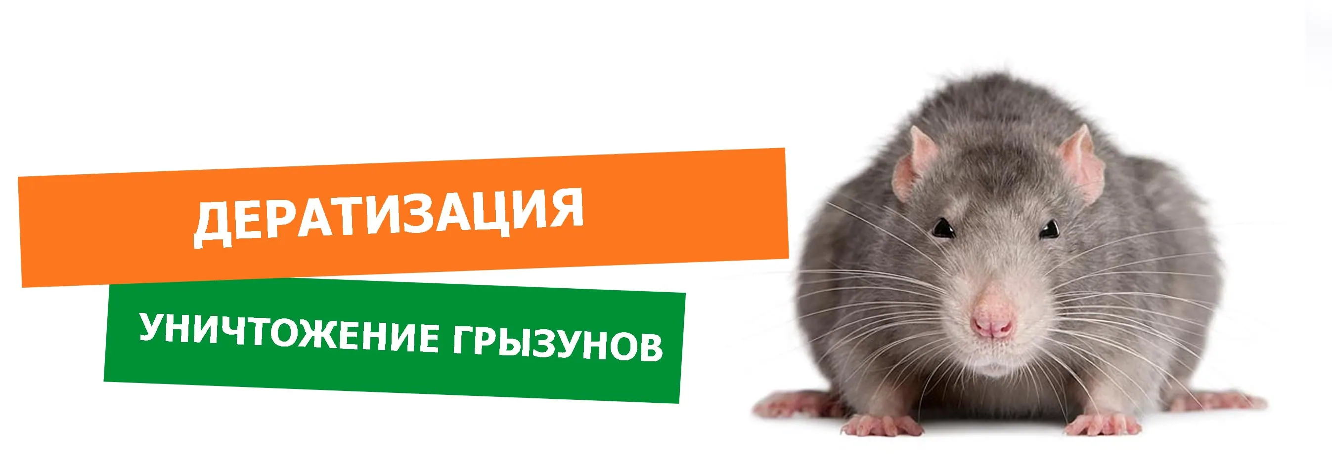 Уничтожение грызунов, мышей крыс - Дератизация