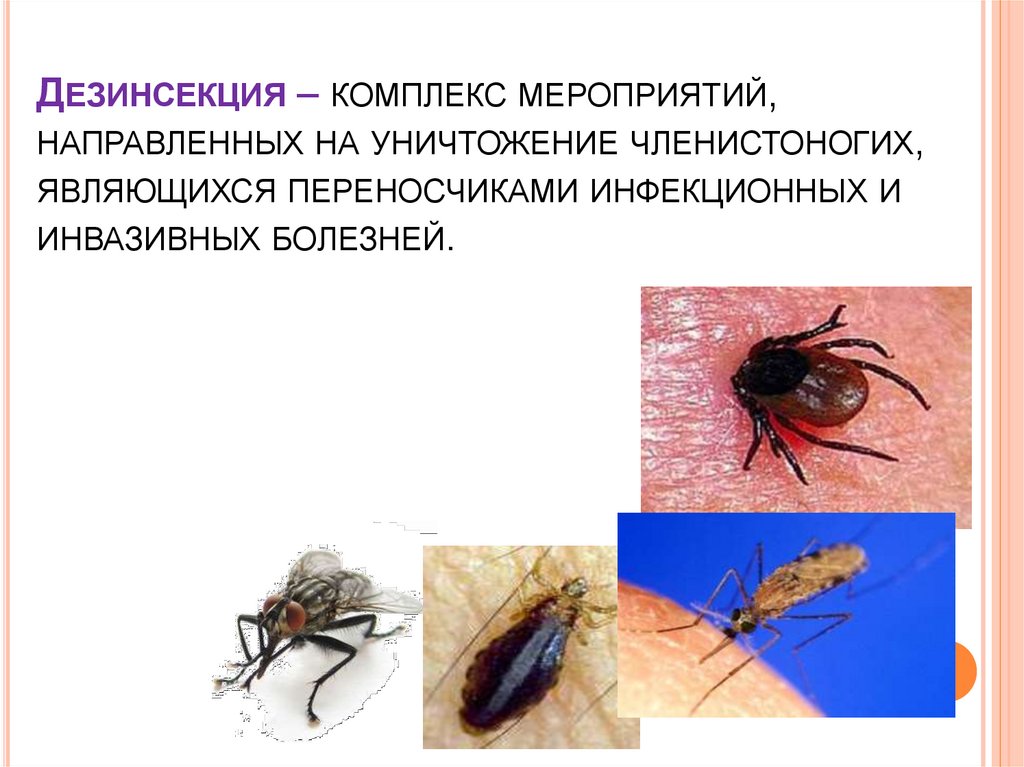 На фото изображенно от компании - Дезинсекция квартир