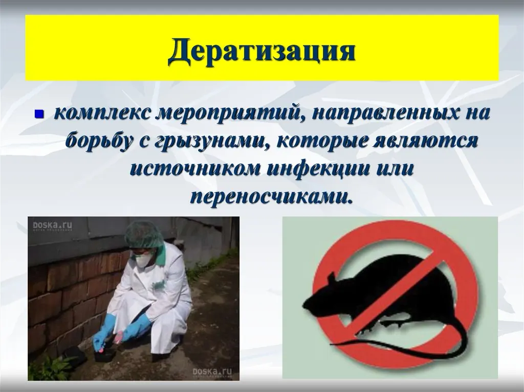 Что такое дератизация - Фото службы дезинсекции