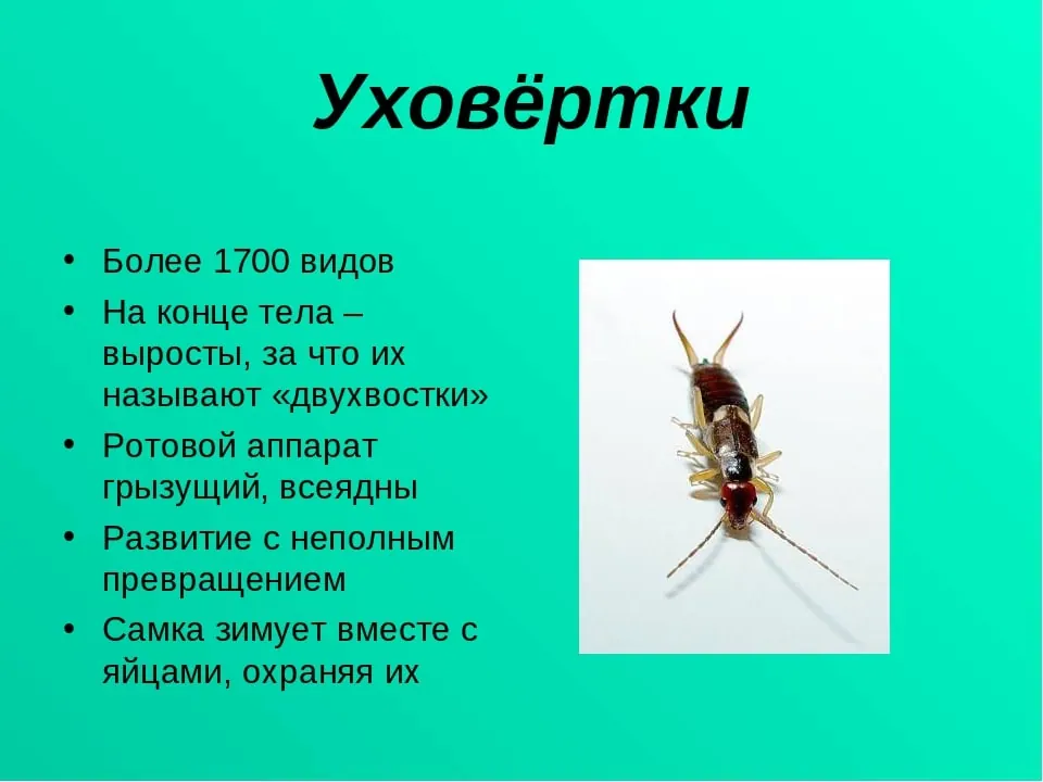 Уничтожение уховертки - Изображение фото службы дезинсекции