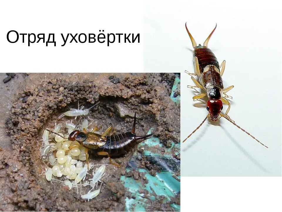 Отряд уховертки - Фото от санитарной службы
